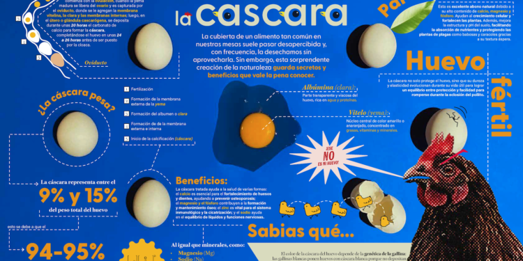 Maravillas de la cáscara